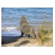 163_Fur Seal.jpg